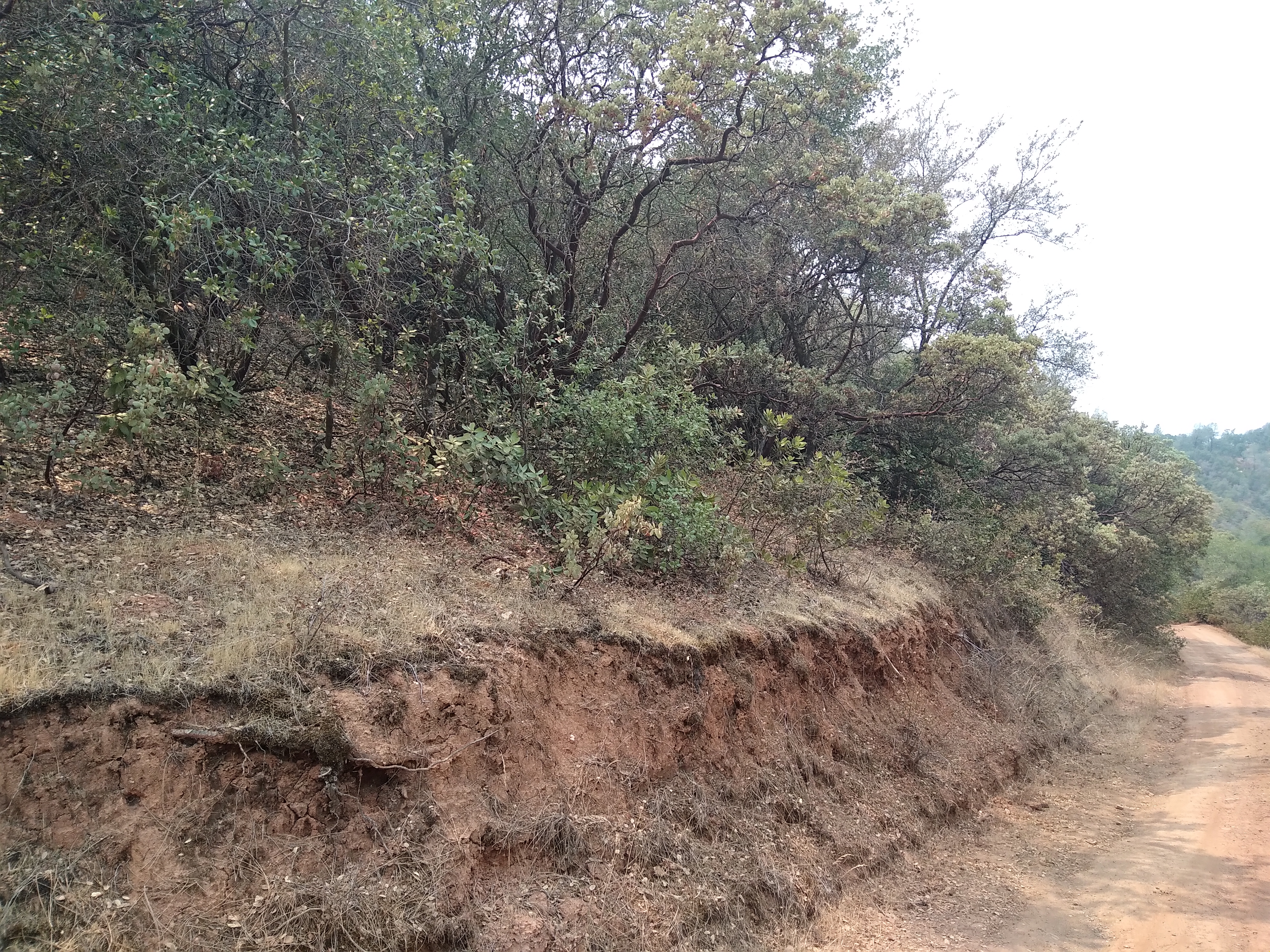Dense hillside vegetation before defensible space clearing in Mariposa