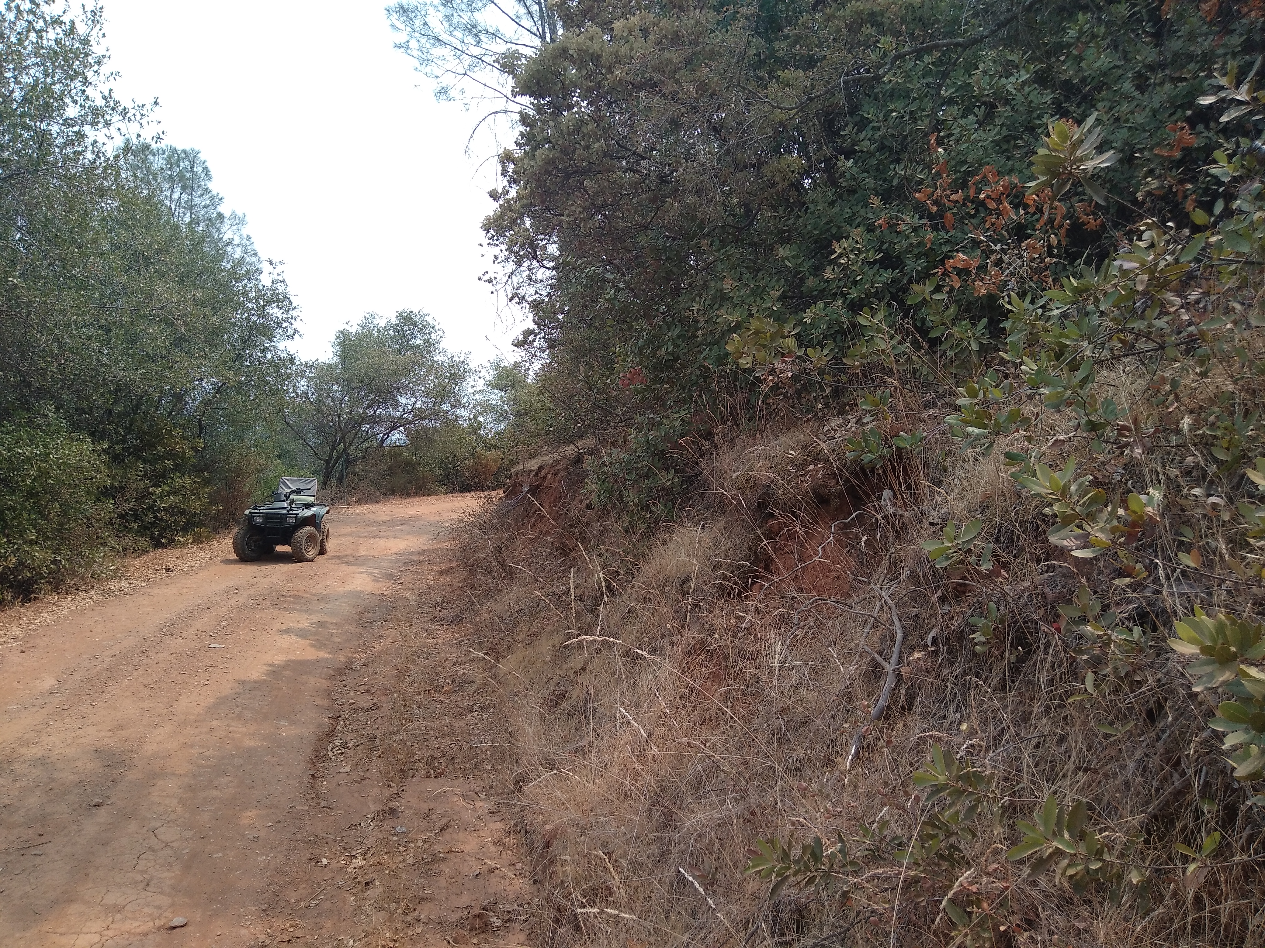Overgrown driveway brush clearing project in Mariposa CA